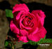 Virginia Baker rose photo