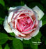 Thomas A. Edison rose photo