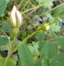<i>Rosa hemisphaerica X Rosa gallica</i> rose photo