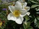 <i>Rosa hemisphaerica X Rosa gallica</i> rose photo