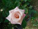 Show Stopper™ rose photo
