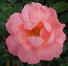 Charles Kuralt ™ rose photo