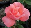 Charles Kuralt ™ rose photo