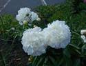 Henry Sass peony photo
