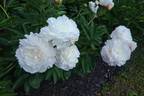 Mother's Choice peony photo