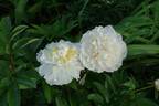 Cheddar Surprise peony photo