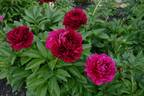 Old Faithful peony photo