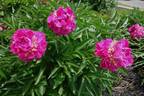 Feather Top peony photo