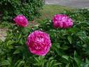 Cincinnati peony photo