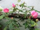 Allen's Fragrant Pillar rose photo