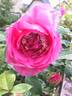 Allen's Fragrant Pillar rose photo