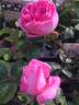 Allen's Fragrant Pillar rose photo