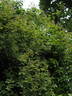 Paul's Himalayan Musk Rambler rose photo