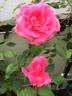 Allen's Fragrant Pillar rose photo