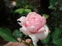 14 The Wedgewood rose OP 01 rose photo