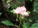 14 The Wedgewood rose OP 01 rose photo