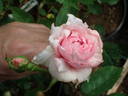 14 The Wedgewood rose OP 01 rose photo