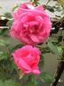 Allen's Fragrant Pillar rose photo