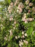 Paul's Himalayan Musk Rambler rose photo