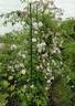 Paul's Himalayan Musk Rambler rose photo
