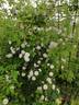 Paul's Himalayan Musk Rambler rose photo