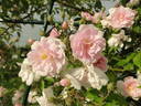 Paul's Himalayan Musk Rambler rose photo