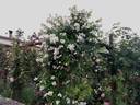 Perennial Blush rose photo