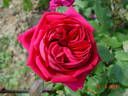 Reine Marguerite d'Italie (Hybrid Tea, Soupert rose photo