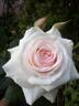 Aorangi rose photo