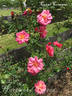 Coral Creeper rose photo