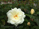 Glenn Dale rose photo