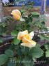Golden Arctic rose photo