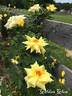 Golden Glow rose photo