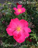 Mary Guthrie rose photo