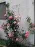 Pink Ocean ® rose photo