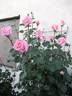 Pink Ocean ® rose photo