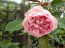 Comtesse de Leusse rose photo