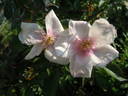Souvenir de Louis Lens rose photo
