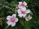 Souvenir de Louis Lens rose photo