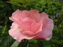 Camelot (grandiflora, Swim rose photo