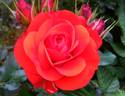 Remembrance rose photo