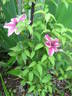 Carnaby clematis photo