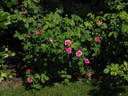 Orazio Vecchi rose photo