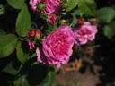 Orazio Vecchi rose photo