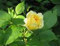 Yellow Button ® rose photo