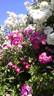 Hermann Schmidt rose photo