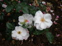 Pearl Drift rose photo