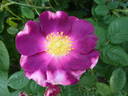 Merveille rose photo