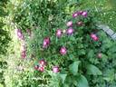 Merveille rose photo
