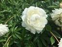 Bayadere peony photo